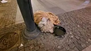 W Białymstoku kobieta wyrzuciła psa z drugiego piętra