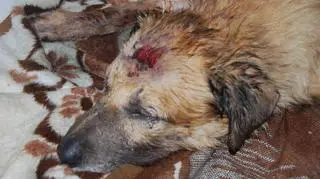 Psa znaleźli na poboczu drogi, w worku po kartoflach