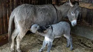 Oślica Stasia karmi źrebaka