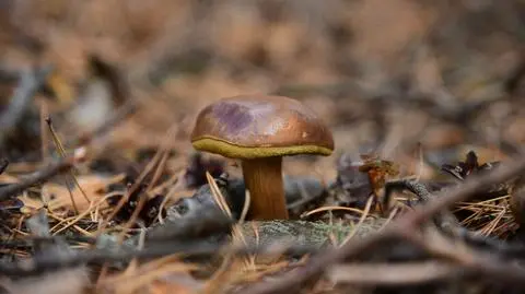 Grzybobranie może słono kosztować. Mandaty nawet do 500 złotych