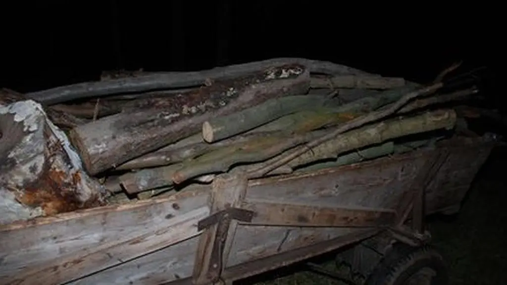 Skradzione drzewo