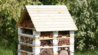 Tak wygląda owadzi dom 