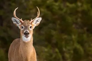 Mulaki białoogonowe (Odocoileus virginianus) są nazywane także jeleniami wirginijskimi