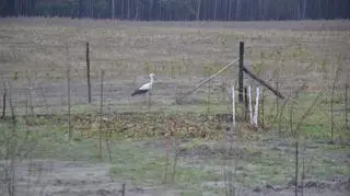 Bocian był dobrze znany mieszkańcom wsi Łęka