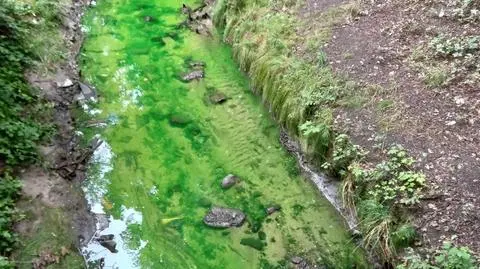 Zielona woda w rzece i "fetor nie do zniesienia". Powodem wymiana rur ciepłociągu
