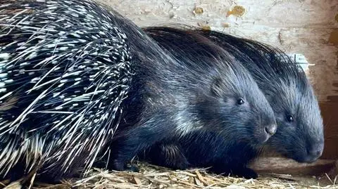Jeżozwierz Stasiu złapany. Był poszukiwany od pięciu dni