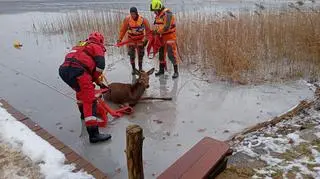 Strażacy uratowali jelenia, pod którym załamał się lód
