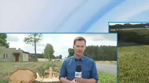 DK92 Wycięto kilkaset drzew