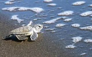 Młody żółw zielony (Chelonia mydas) - zdj. ilustracyjne