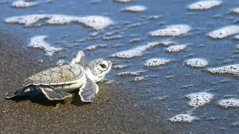 Młody żółw zielony (Chelonia mydas) - zdj. ilustracyjne