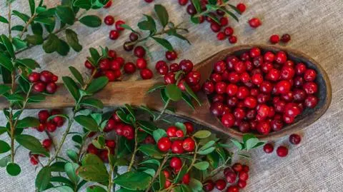 borowka brusznica shutterstock_1031102386