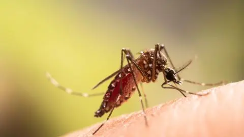Aedes aegypti, czyli komar egipski, znany z roznoszenia dengi