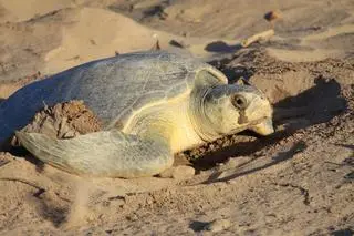 Żółw oliwkowy (Lepidochelys olivacea) - zdjęcie ilustracyjne