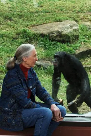 Jane Goodall była znaną i cenioną badaczką szympansów