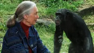 Jane Goodall była znaną i cenioną badaczką szympansów