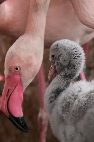 Trzy pisklęta flamingów przyszły na świat w Chorzowie