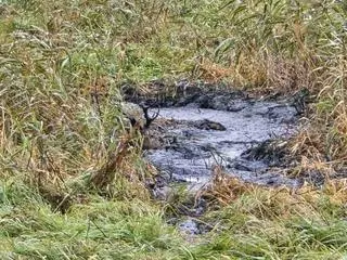 Dramatyczna akcja ratunkowa jelenia