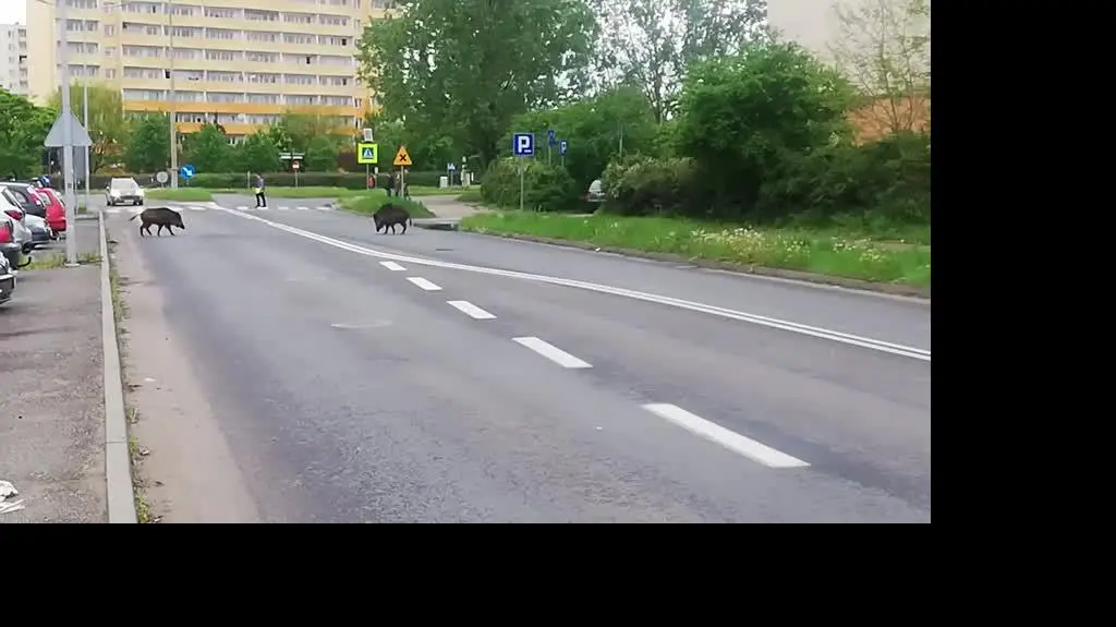 Dziki na ulicach Torunia
