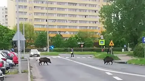 Dziki na ulicach Torunia