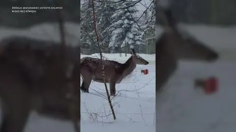 Klatka kluczowa-155186