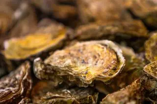 Ostryżyca japońska (Magallana gigas) - zdj. poglądowe