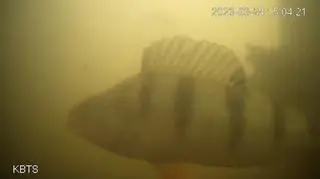 Dzwonek pomaga w migracji