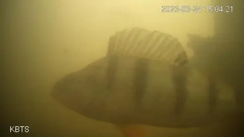 Dzwonek pomaga w migracji