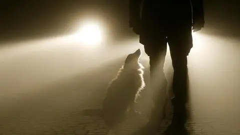 mgla noc pies samochod swiatla shutterstock_1592271049_1