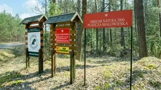 Puszcza Białowieska