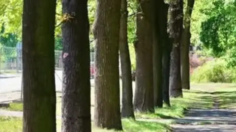 Lamus wraca na powierzchnię