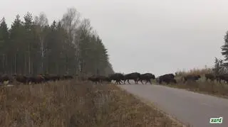 Stado przeszło przez drogę 