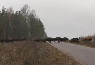 Przez drogę przeszło duże stado żubrów. Było ich około 50. Nagranie