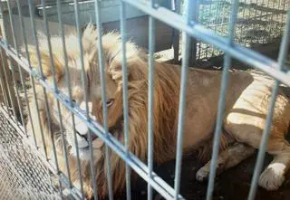 Właściciel lwów i tygrysa z zarzutami. Co ze zwierzętami?