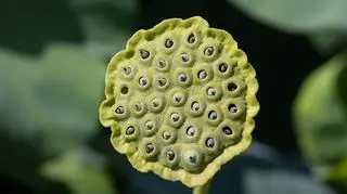 Coraz więcej ludzi czuje do tego wstręt. To niebezpieczna fobia