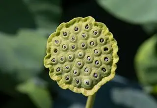 Coraz więcej ludzi czuje do tego wstręt. To niebezpieczna fobia