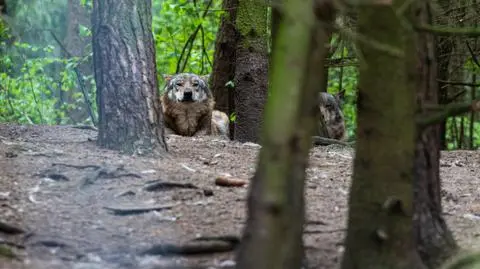 Wicewojewoda zapowiedział, że sprawcy "sadystycznego wręcz ataku" zostaną zastrzeleni