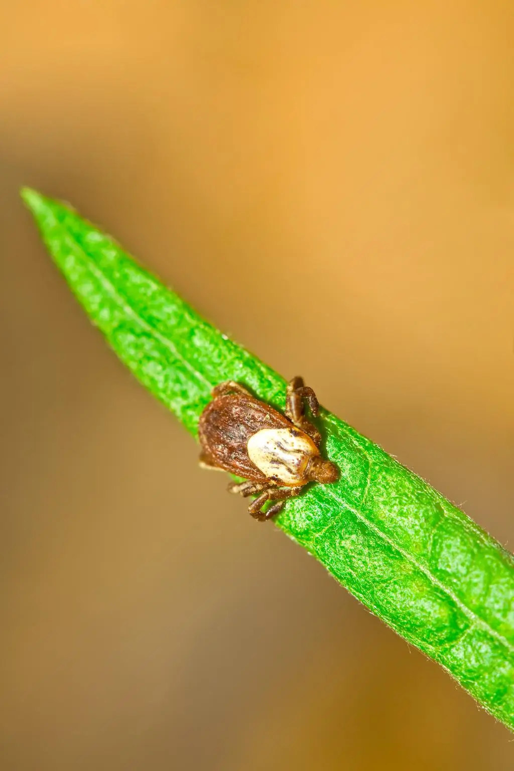 Kleszcz Dermacentor andersoni