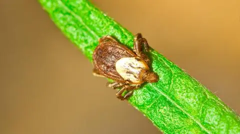 Kleszcz Dermacentor andersoni