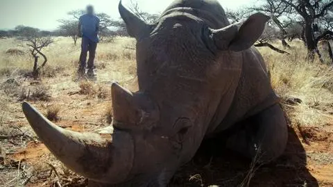 "Polscy myśliwi i nielegalny handel rogami nosorożców"
