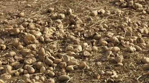 Pole pana Piotra zostało ograbione ze 150 ton ziemniaków w dwa dni 
