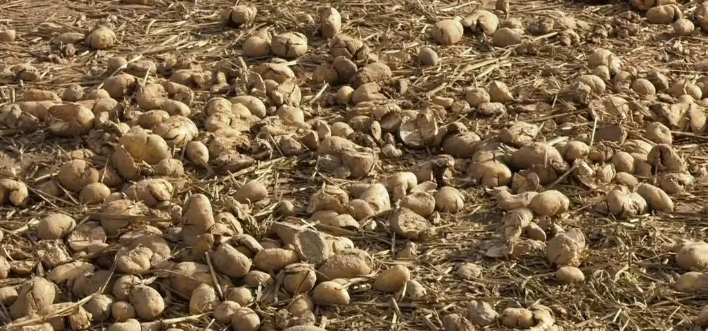 Nie widzieli, a uwierzyli. Dziś z pola zniknęło 150 ton ziemniaków, a jutro?  