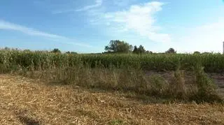 Dron spadł na pole kukurydzy