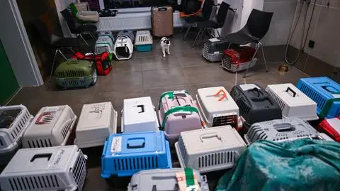 Pomoc zwierzętom z Ukrainy. "Adoptujmy najpierw polskie psy i koty"