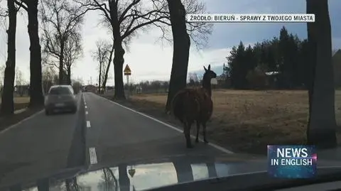 A llama escapes private breeder in southern Poland