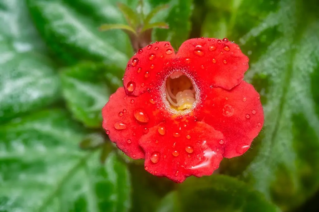 Mimulus cardinalis