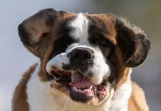 Psy wymknęły się z posesji. Jeden z nich pogryzł 11-latkę