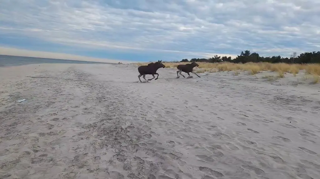 Łosie na plaży