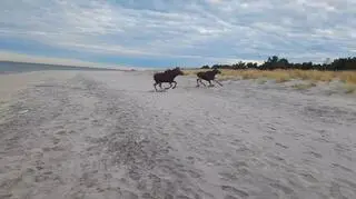 Łosie na plaży