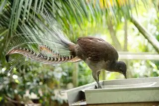 Lirogon wspaniały (Menura novaehollandiae)