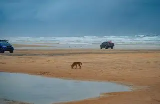 Dingo na plaży K'Gari 